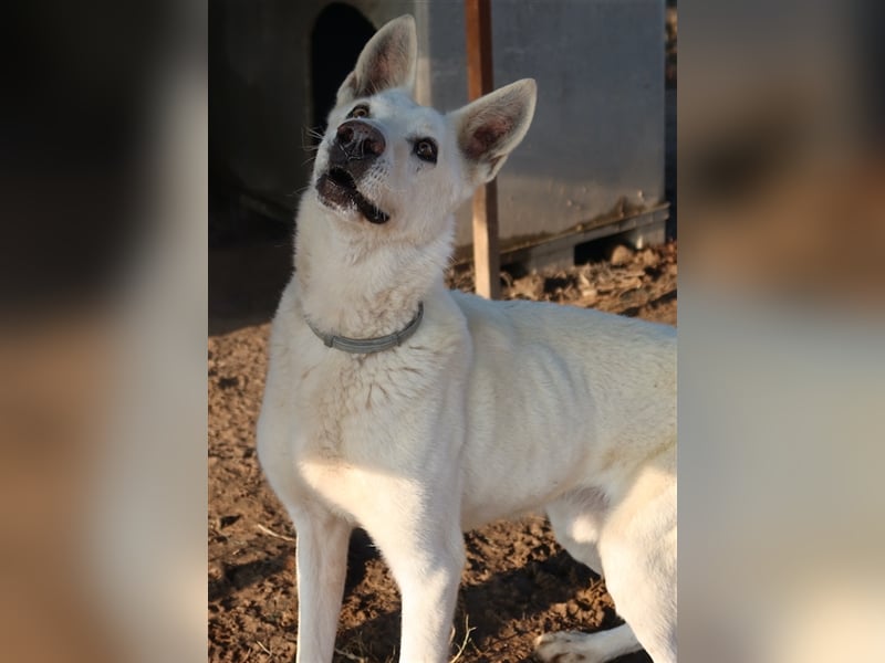 Luuk, geb. ca. 12/2018, lebt in GRIECHENLAND, im städt. Tierheim Serres