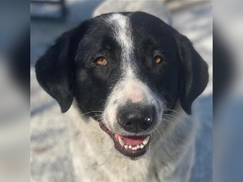 Kniffel, geb. ca. 03/2021, lebt in GRIECHENLAND, im städt. Tierheim Serres