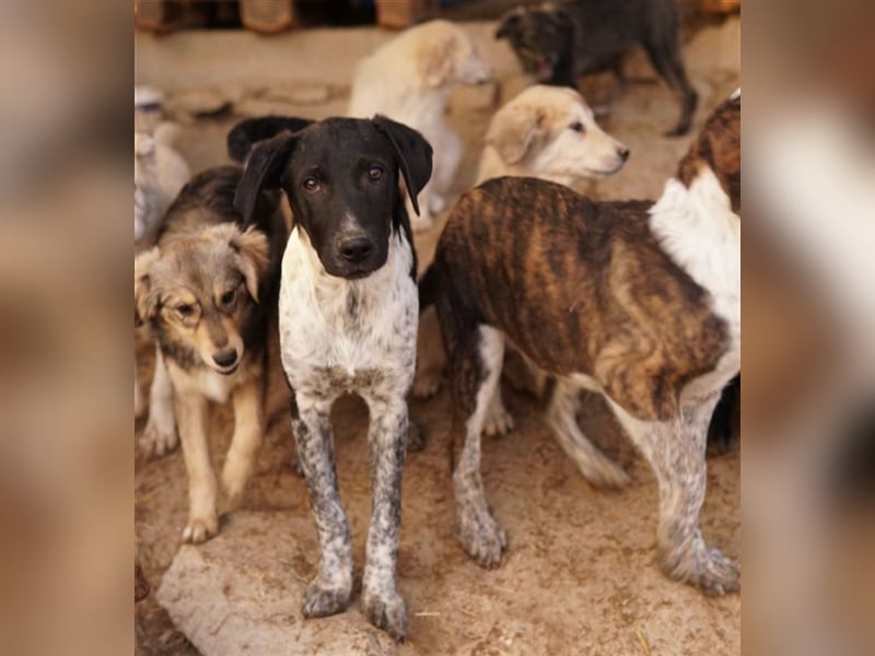 Tinu, geb. ca. 07/2023, lebt in GRIECHENLAND, im städt. Tierheim Serres