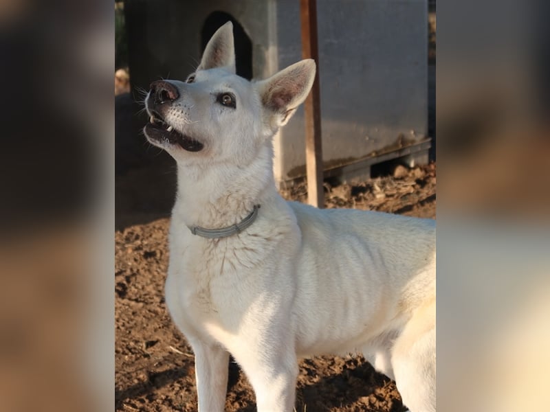 Luuk, geb. ca. 12/2018, lebt in GRIECHENLAND, im städt. Tierheim Serres