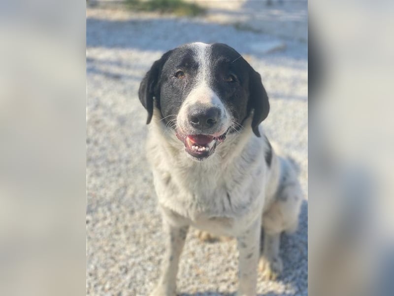 Kniffel, geb. ca. 03/2021, lebt in GRIECHENLAND, im städt. Tierheim Serres