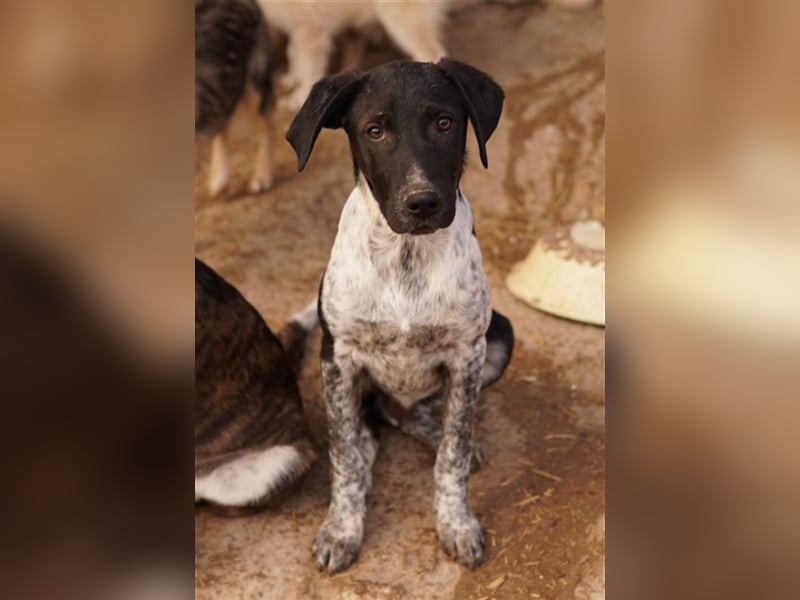 Tinu, geb. ca. 07/2023, lebt in GRIECHENLAND, im städt. Tierheim Serres