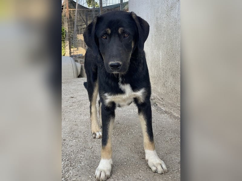 Kuno, geb. ca. 11/2023, lebt in GRIECHENLAND, im städt. Tierheim Serres