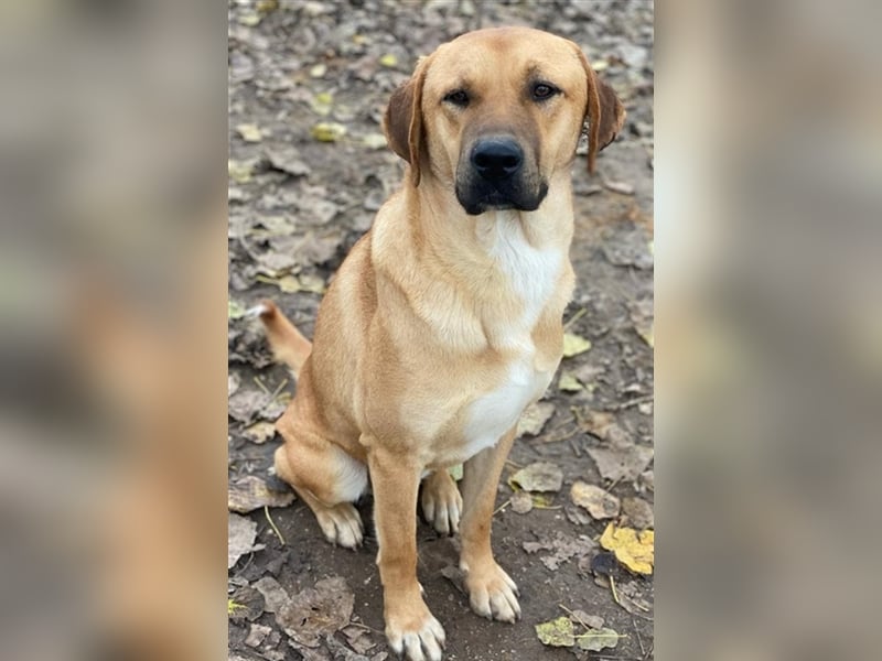 Nobu, geb. ca. 04/2021, lebt in GRIECHENLAND, im städt. Tierheim Serres