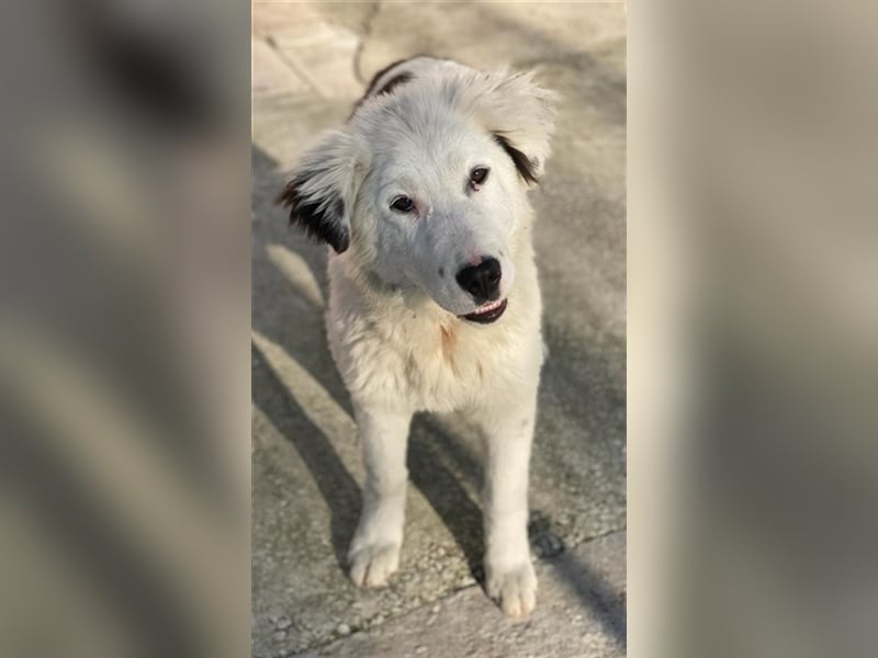 Canja, geb. ca. 08/2022, lebt in GRIECHENLAND, im städt. Tierheim Serres