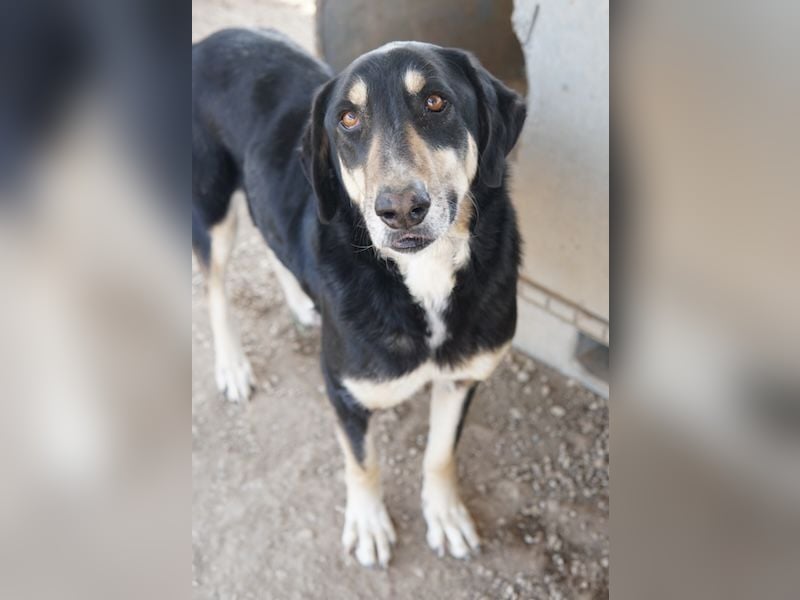 Venia, geb. ca. 07/2021, lebt in GRIECHENLAND, auf einer privaten Pflegestelle