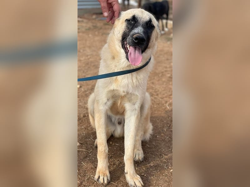 Romero, geb. ca. 12/2021, lebt in GRIECHENLAND, auf einem Gelände, auf dem die Hunde notdürftig vers