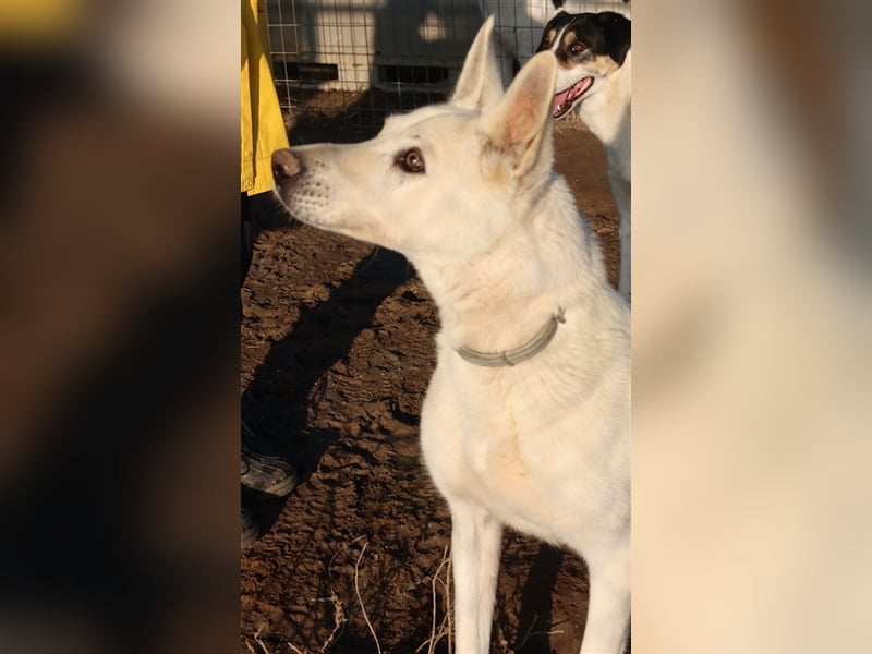 Luuk, geb. ca. 12/2018, lebt in GRIECHENLAND, im städt. Tierheim Serres