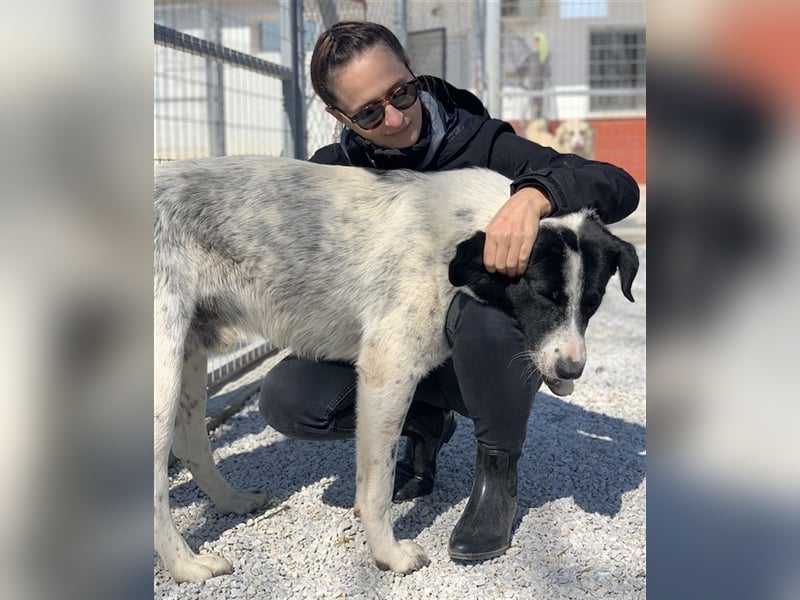 Kniffel, geb. ca. 03/2021, lebt in GRIECHENLAND, im städt. Tierheim Serres