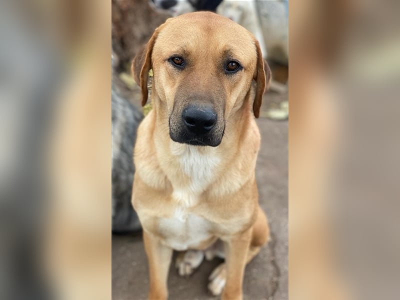 Nobu, geb. ca. 04/2021, lebt in GRIECHENLAND, im städt. Tierheim Serres