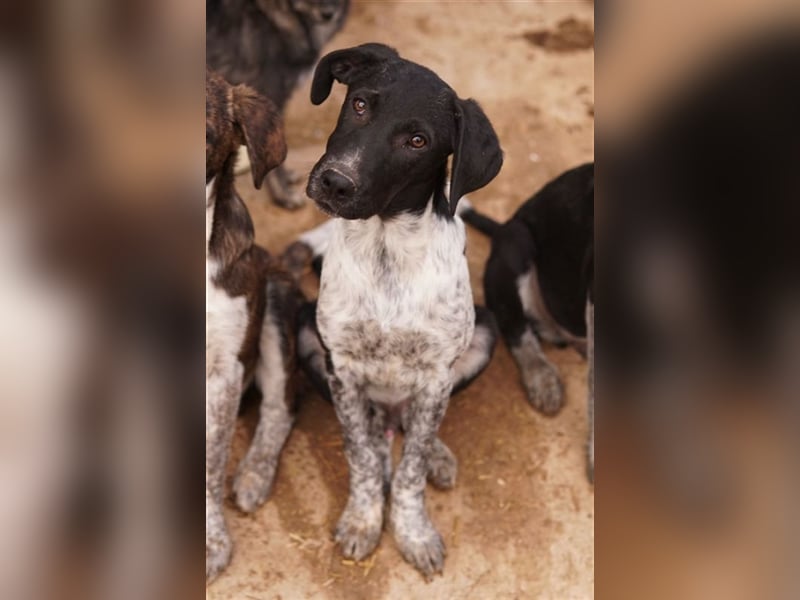 Tinu, geb. ca. 07/2023, lebt in GRIECHENLAND, im städt. Tierheim Serres