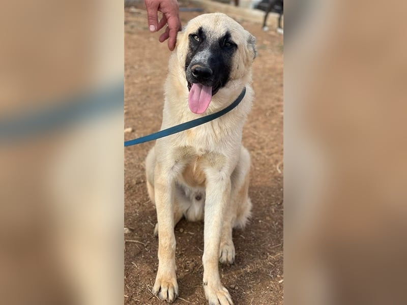 Romero, geb. ca. 12/2021, lebt in GRIECHENLAND, auf einem Gelände, auf dem die Hunde notdürftig vers