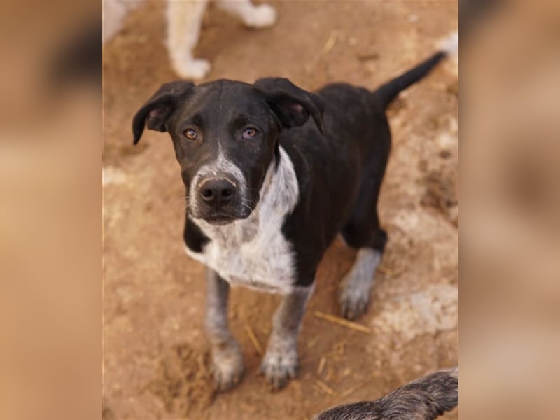 Wilson, geb. ca. 07/2023, lebt in GRIECHENLAND, im städt. Tierheim Serres