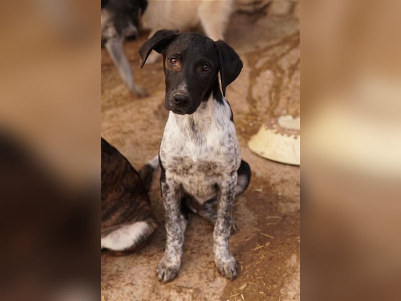 Tinu, geb. ca. 07/2023, lebt in GRIECHENLAND, im städt. Tierheim Serres