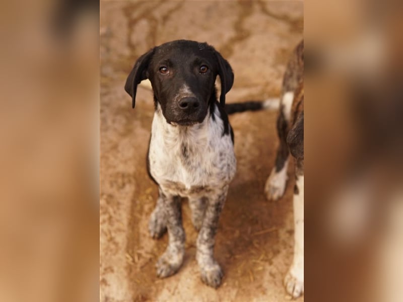 Tinu, geb. ca. 07/2023, lebt in GRIECHENLAND, im städt. Tierheim Serres