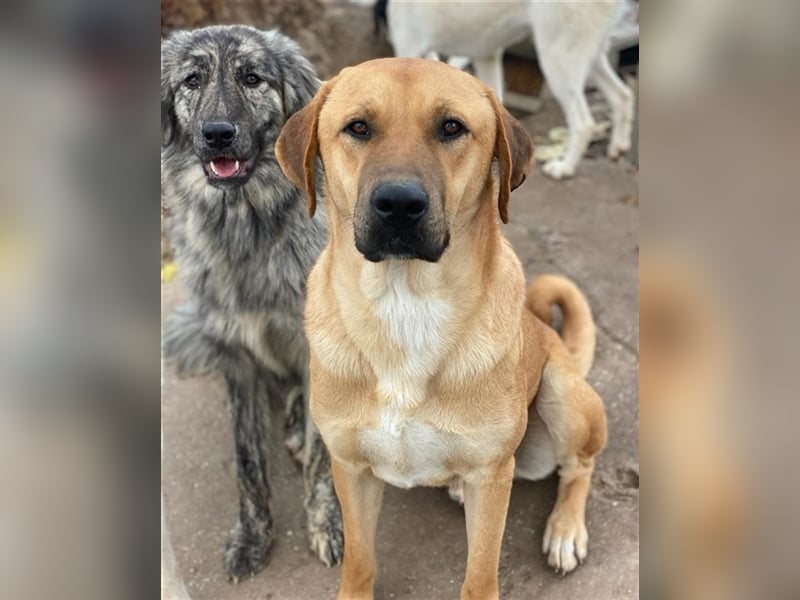 Nobu, geb. ca. 04/2021, lebt in GRIECHENLAND, im städt. Tierheim Serres