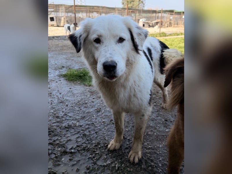 Canja, geb. ca. 08/2022, lebt in GRIECHENLAND, im städt. Tierheim Serres
