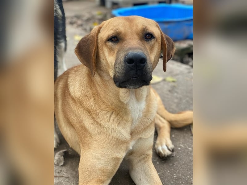 Nobu, geb. ca. 04/2021, lebt in GRIECHENLAND, im städt. Tierheim Serres