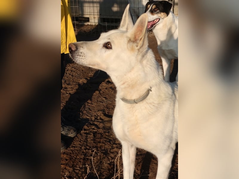 Luuk, geb. ca. 12/2018, lebt in GRIECHENLAND, im städt. Tierheim Serres