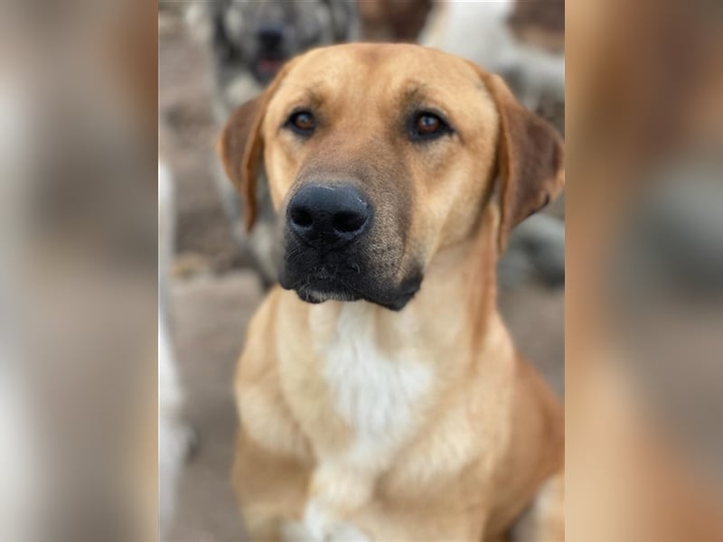 Nobu, geb. ca. 04/2021, lebt in GRIECHENLAND, im städt. Tierheim Serres