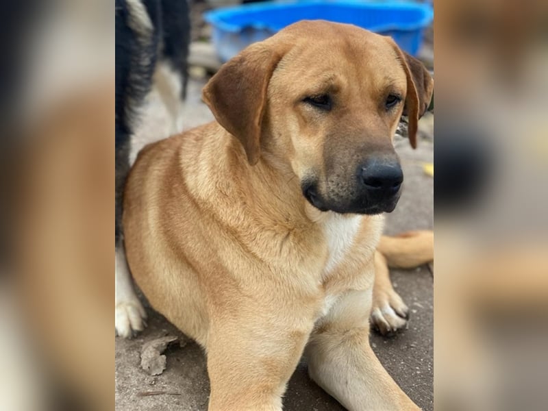 Nobu, geb. ca. 04/2021, lebt in GRIECHENLAND, im städt. Tierheim Serres