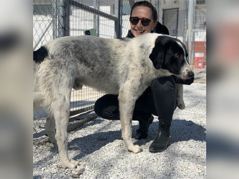 Kniffel, geb. ca. 03/2021, lebt in GRIECHENLAND, im städt. Tierheim Serres