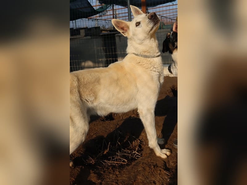 Luuk, geb. ca. 12/2018, lebt in GRIECHENLAND, im städt. Tierheim Serres
