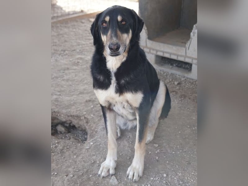 Venia, geb. ca. 07/2021, lebt in GRIECHENLAND, auf einer privaten Pflegestelle