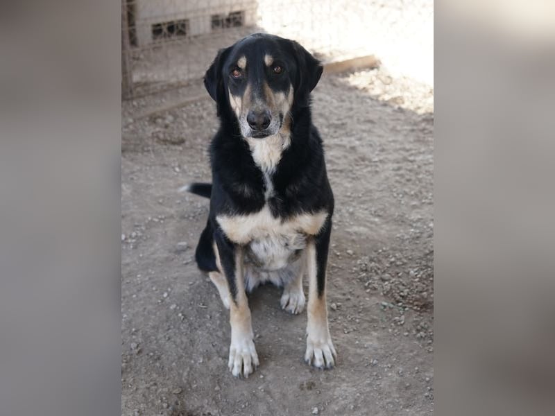 Venia, geb. ca. 07/2021, lebt in GRIECHENLAND, auf einer privaten Pflegestelle