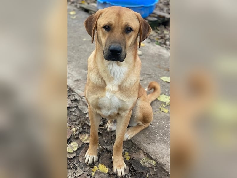 Nobu, geb. ca. 04/2021, lebt in GRIECHENLAND, im städt. Tierheim Serres