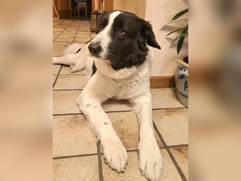 Vermittlungshilfe für Sweety, geb. ca. 11/2021, lebt in einer Familie in 59423 Unna