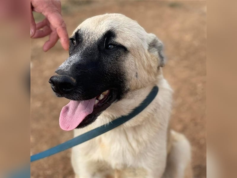 Romero, geb. ca. 12/2021, lebt in GRIECHENLAND, auf einem Gelände, auf dem die Hunde notdürftig vers