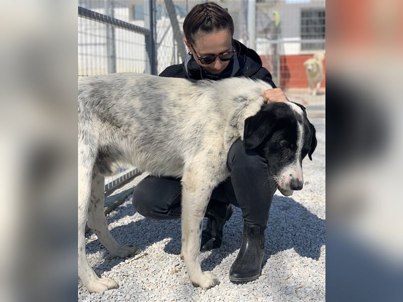 Kniffel, geb. ca. 03/2021, lebt in GRIECHENLAND, im städt. Tierheim Serres