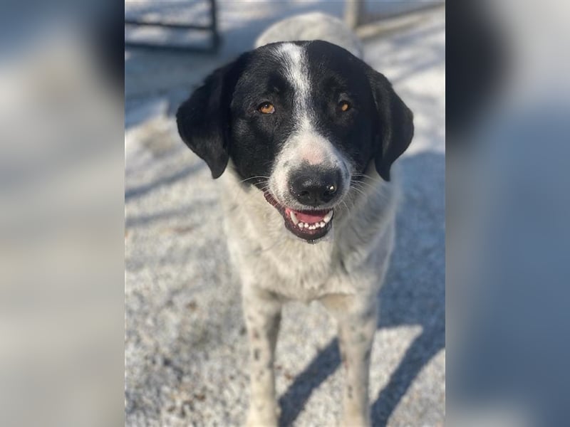 Kniffel, geb. ca. 03/2021, lebt in GRIECHENLAND, im städt. Tierheim Serres