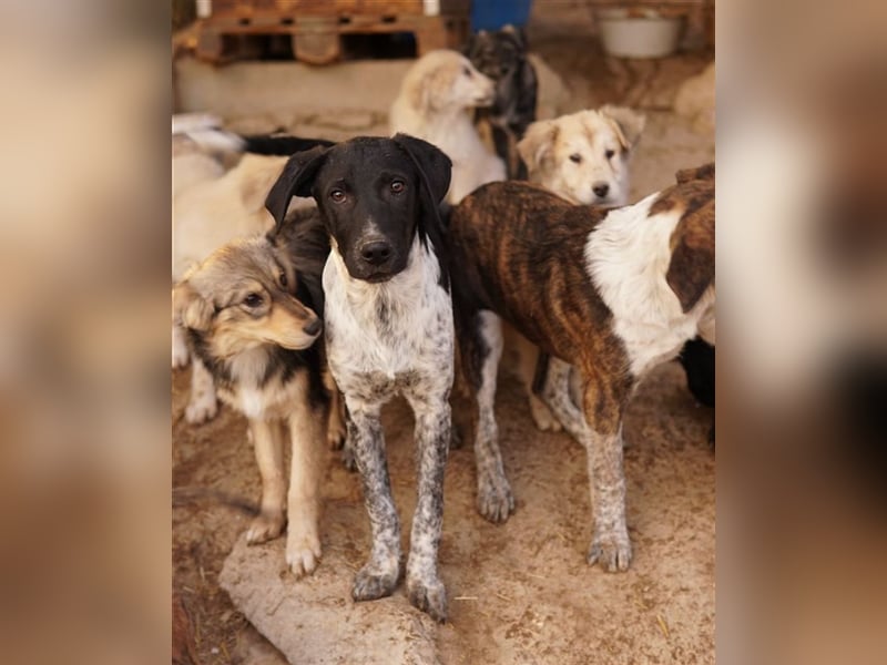 Tinu, geb. ca. 07/2023, lebt in GRIECHENLAND, im städt. Tierheim Serres