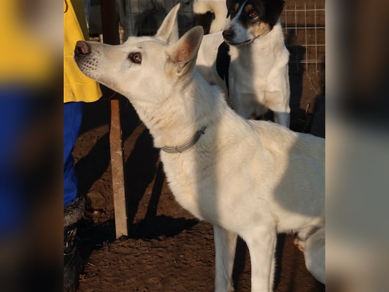 Luuk, geb. ca. 12/2018, lebt in GRIECHENLAND, im städt. Tierheim Serres