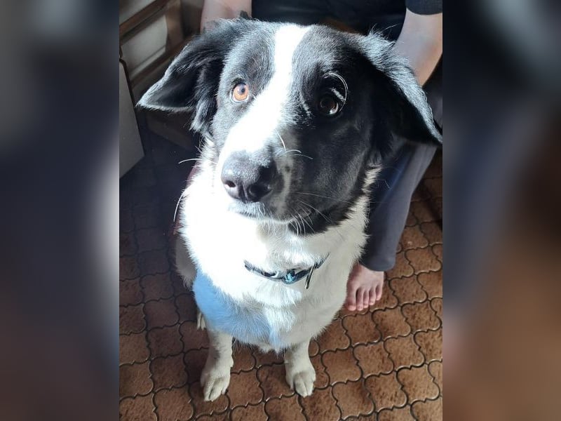 Vermittlungshilfe für Sweety, geb. ca. 11/2021, lebt in einer Familie in 59423 Unna