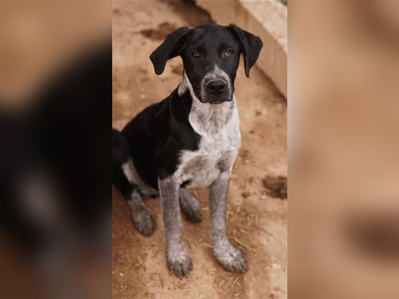 Wilson, geb. ca. 07/2023, lebt in GRIECHENLAND, im städt. Tierheim Serres