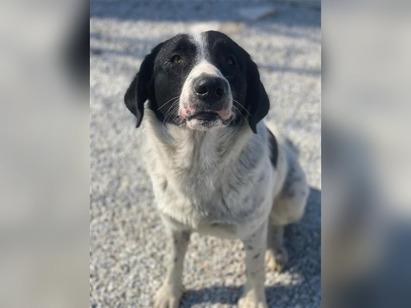 Kniffel, geb. ca. 03/2021, lebt in GRIECHENLAND, im städt. Tierheim Serres