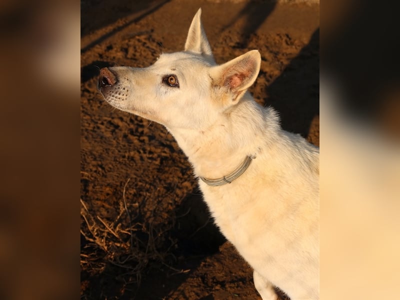 Luuk, geb. ca. 12/2018, lebt in GRIECHENLAND, im städt. Tierheim Serres