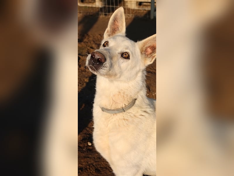 Luuk, geb. ca. 12/2018, lebt in GRIECHENLAND, im städt. Tierheim Serres