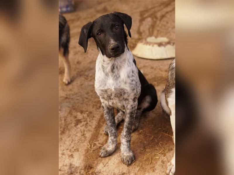 Tinu, geb. ca. 07/2023, lebt in GRIECHENLAND, im städt. Tierheim Serres