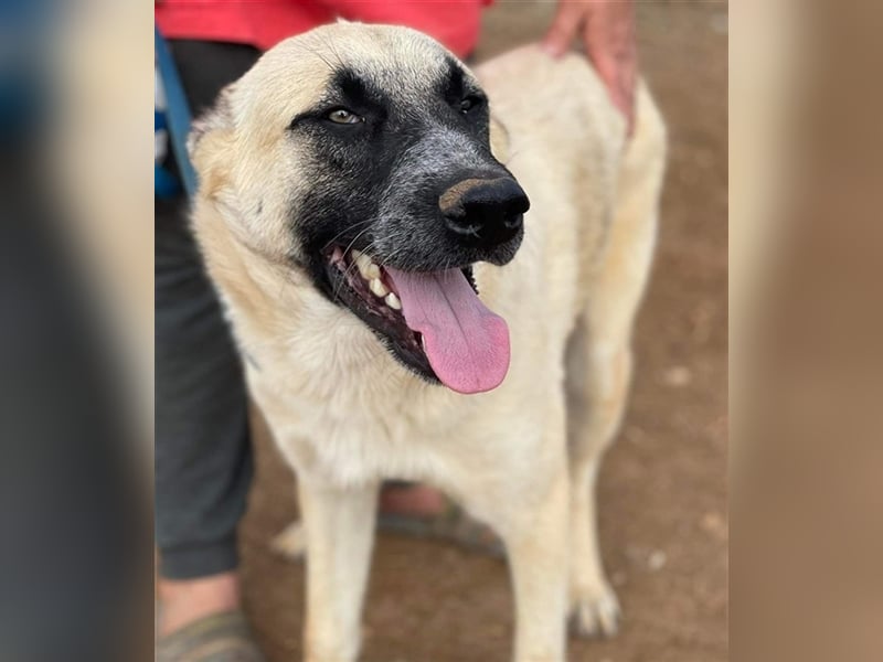 Romero, geb. ca. 12/2021, lebt in GRIECHENLAND, auf einem Gelände, auf dem die Hunde notdürftig vers