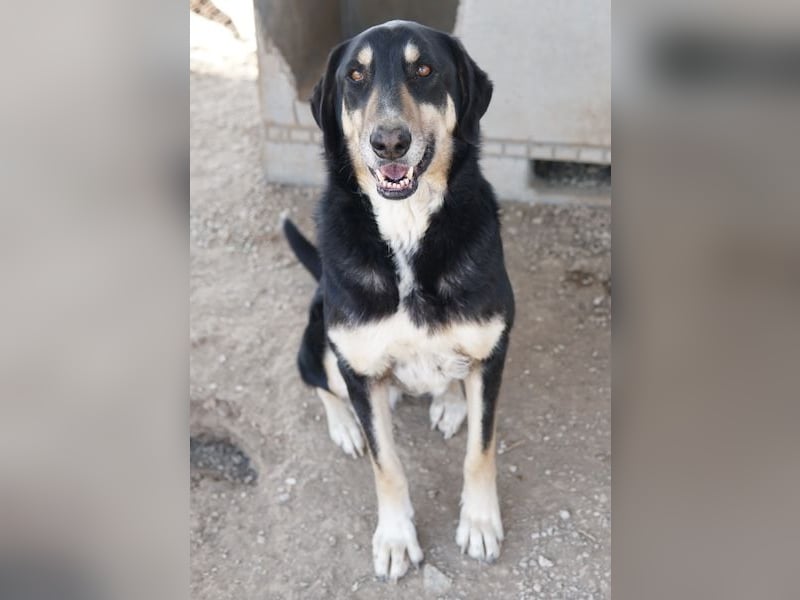 Venia, geb. ca. 07/2021, lebt in GRIECHENLAND, auf einer privaten Pflegestelle