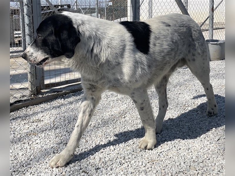 Kniffel, geb. ca. 03/2021, lebt in GRIECHENLAND, im städt. Tierheim Serres