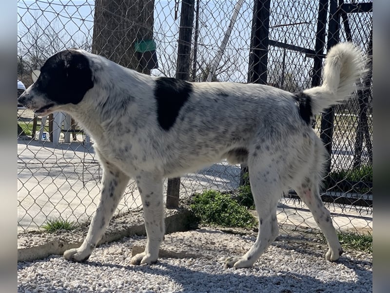 Kniffel, geb. ca. 03/2021, lebt in GRIECHENLAND, im städt. Tierheim Serres