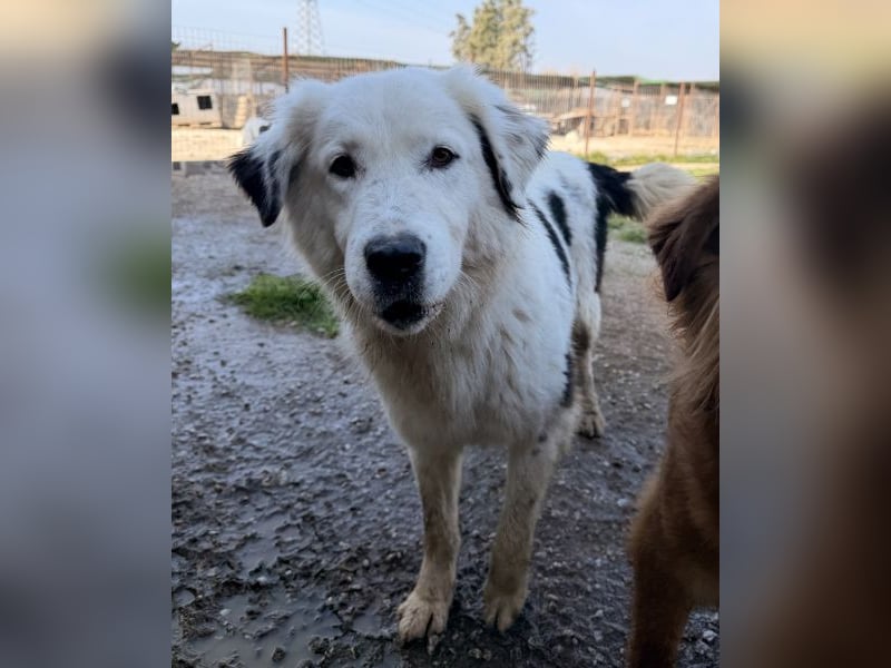 Canja, geb. ca. 08/2022, lebt in GRIECHENLAND, im städt. Tierheim Serres