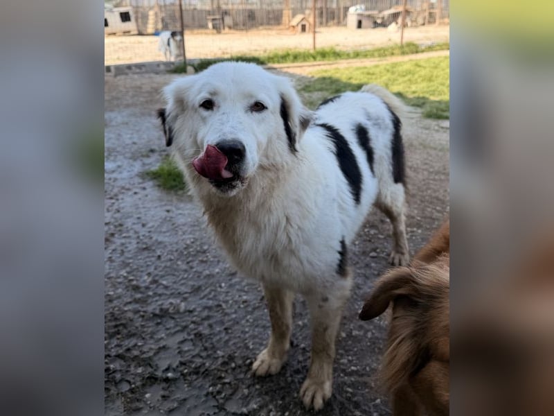 Canja, geb. ca. 08/2022, lebt in GRIECHENLAND, im städt. Tierheim Serres