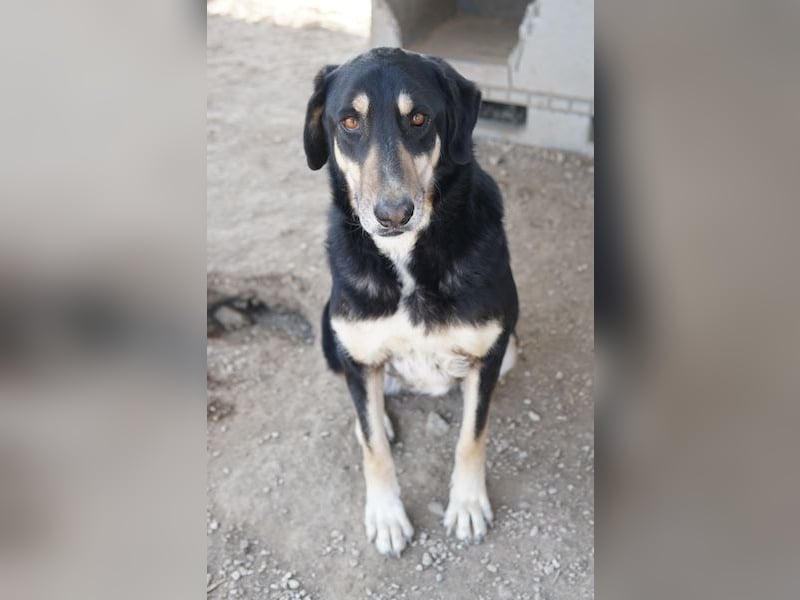 Venia, geb. ca. 07/2021, lebt in GRIECHENLAND, auf einer privaten Pflegestelle