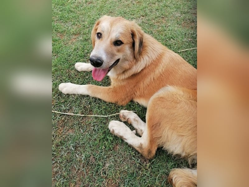 Idis, geb. ca. 12/2023, lebt in GRIECHENLAND, auf einer privaten Pflegestelle